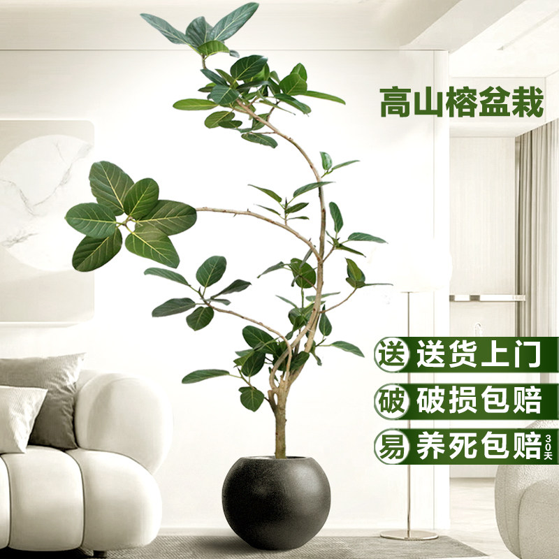孟加拉榕老桩飘枝造型盆栽