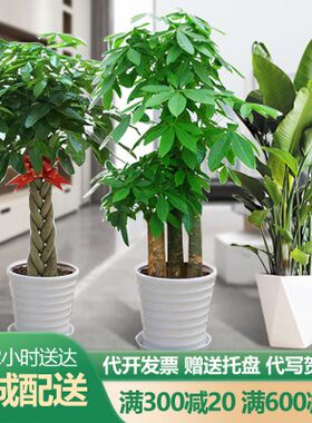 步步高发财树盆栽金钱开业送礼
