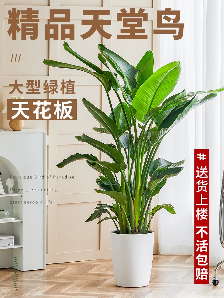 花柠天堂鸟植物室内盆栽大型