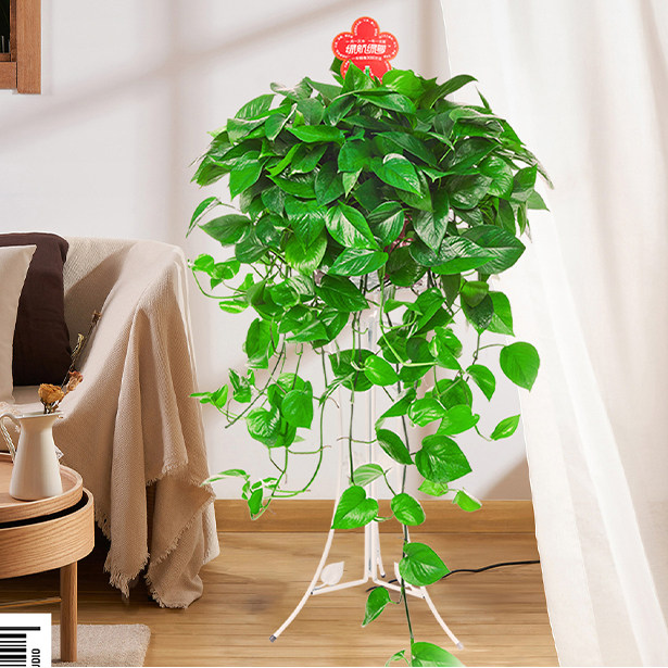 观叶植物绿萝绿居园艺长沙