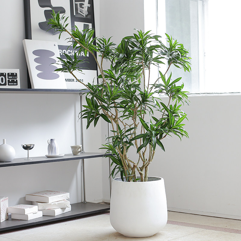 网红造型百合竹真绿植轻奢大型盆栽老桩龙血树客厅室内办公室植物