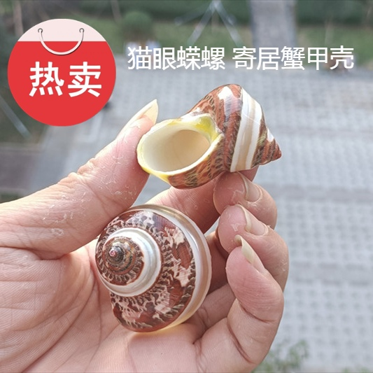 热卖天然海螺贝壳抛光猫眼蝾螺古文螺卷贝鱼寄居蟹甲壳鱼缸水族