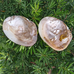 天然海螺贝壳珍珠蚌鱼缸造景水族地台摆件装饰品单面蚌壳科普教学