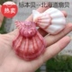 天然海螺贝壳标本螺北海道扇贝收藏礼品纪念品装 饰摆件贴墙DIY珊