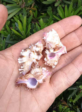 家居装饰品粉红小花螺天然海螺