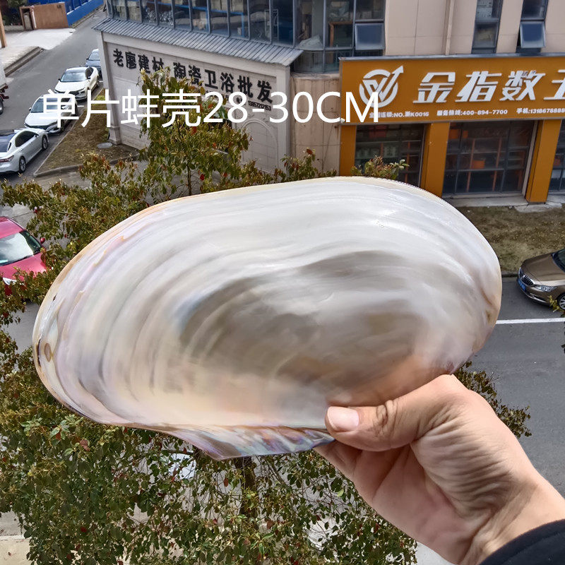 包邮天然海螺贝壳单片珍珠蚌壳装饰海岛礼品纪念品摆件果盘餐盘