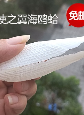 天然海螺贝壳天使之翼海鸥装饰品