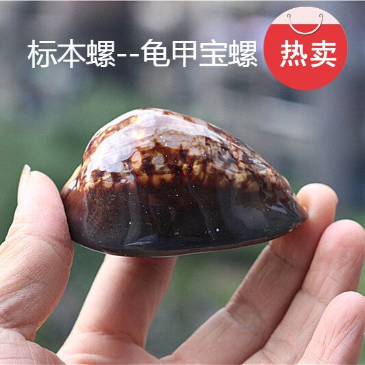 热卖天然海螺贝壳龟甲标本雪山图片