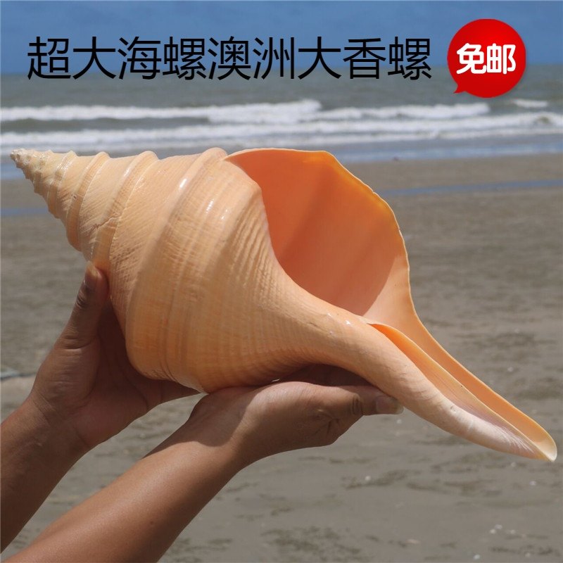 包邮天然超大海螺贝壳创意家居摆件澳洲大香螺火炬螺收藏礼品珊瑚