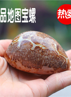 满68元包邮天然贝壳海螺精品地图宝螺 收藏摆设创意礼品 鱼缸水族