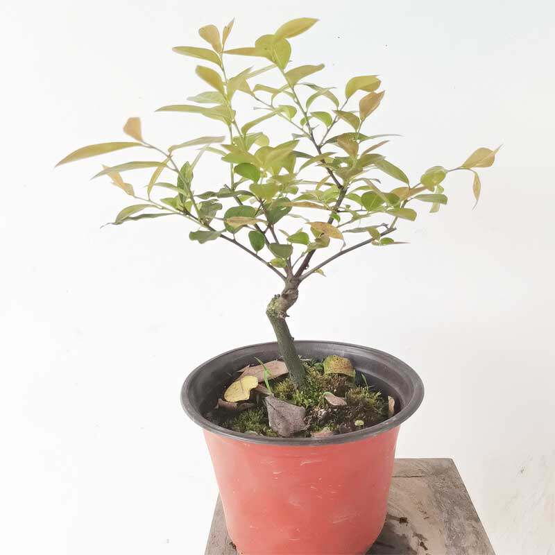 金弹子盆景万胜金弹子老桩挂果品种苗小品