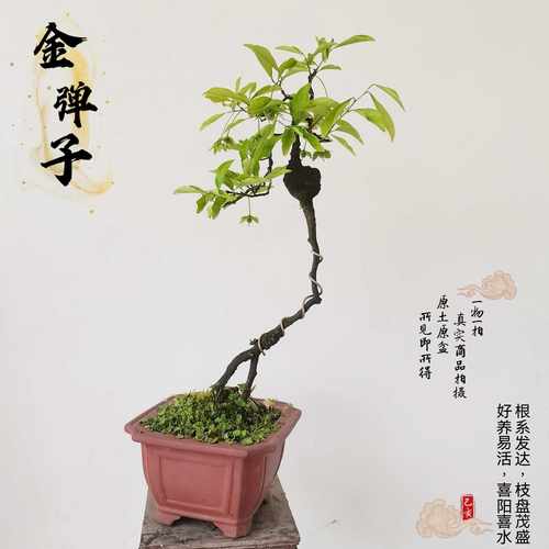 原图发货一物一拍金弹子造型老桩