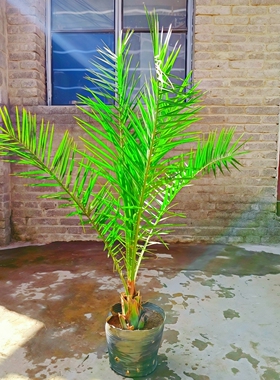 加拿利海枣树苗庭院常绿耐寒苗木棕榈海藻易活室外别墅行道风景树