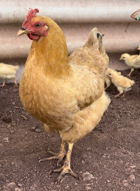 散养现杀老母鸡三黄鸡 土鸡 走地鸡新鲜孕妇吃农村放养土鸡跑步鸡