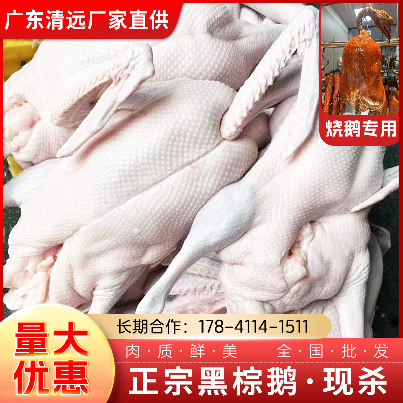 广东清远黑棕鹅新鲜烧鹅原材料