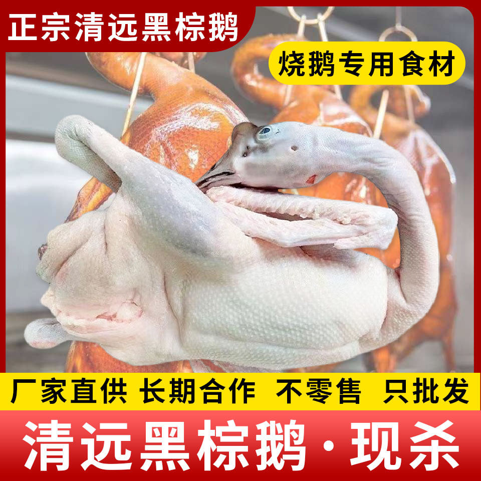 清远黑棕鹅 新鲜棚鹅整只港式茶鹅肉/鹅肉制品