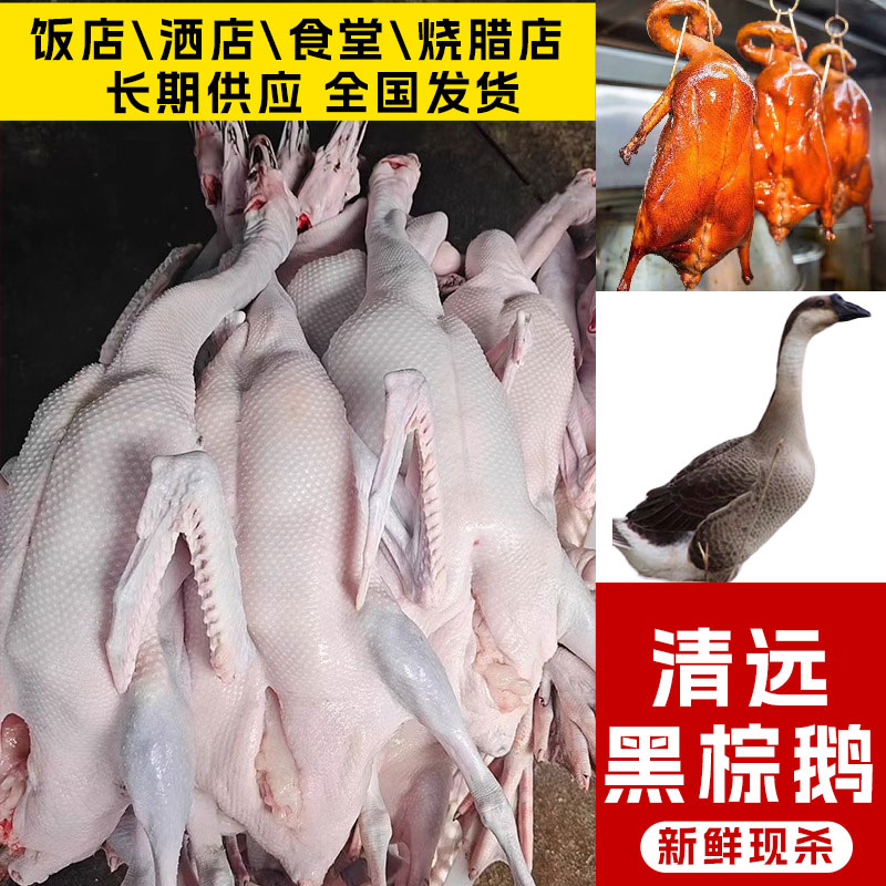 正宗广东清远黑棕鹅鹏鹅4-11鹅肉/鹅肉制品