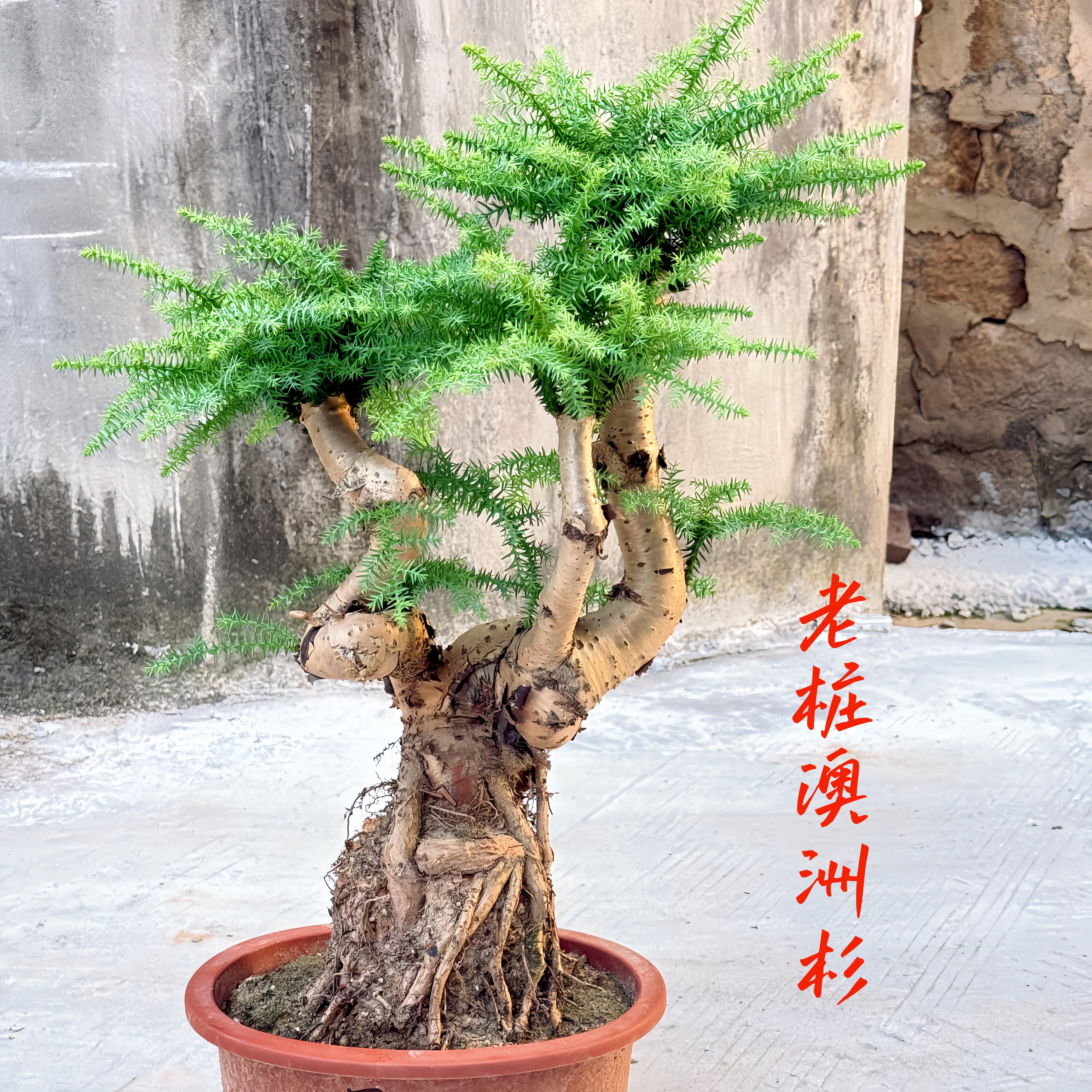 澳洲杉大型花卉盆景绿植造型树