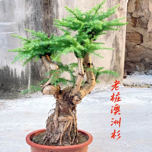 澳洲杉大型花卉盆景绿植造型树