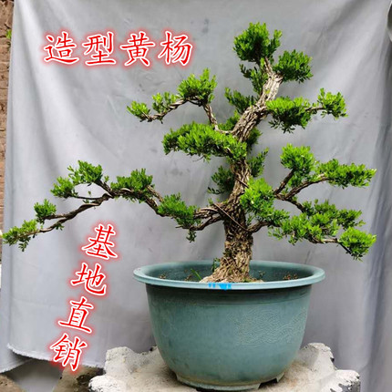 名贵黄杨盆栽矮霸造型老桩客厅办公室绿植花卉小叶雀舌黄杨四季青