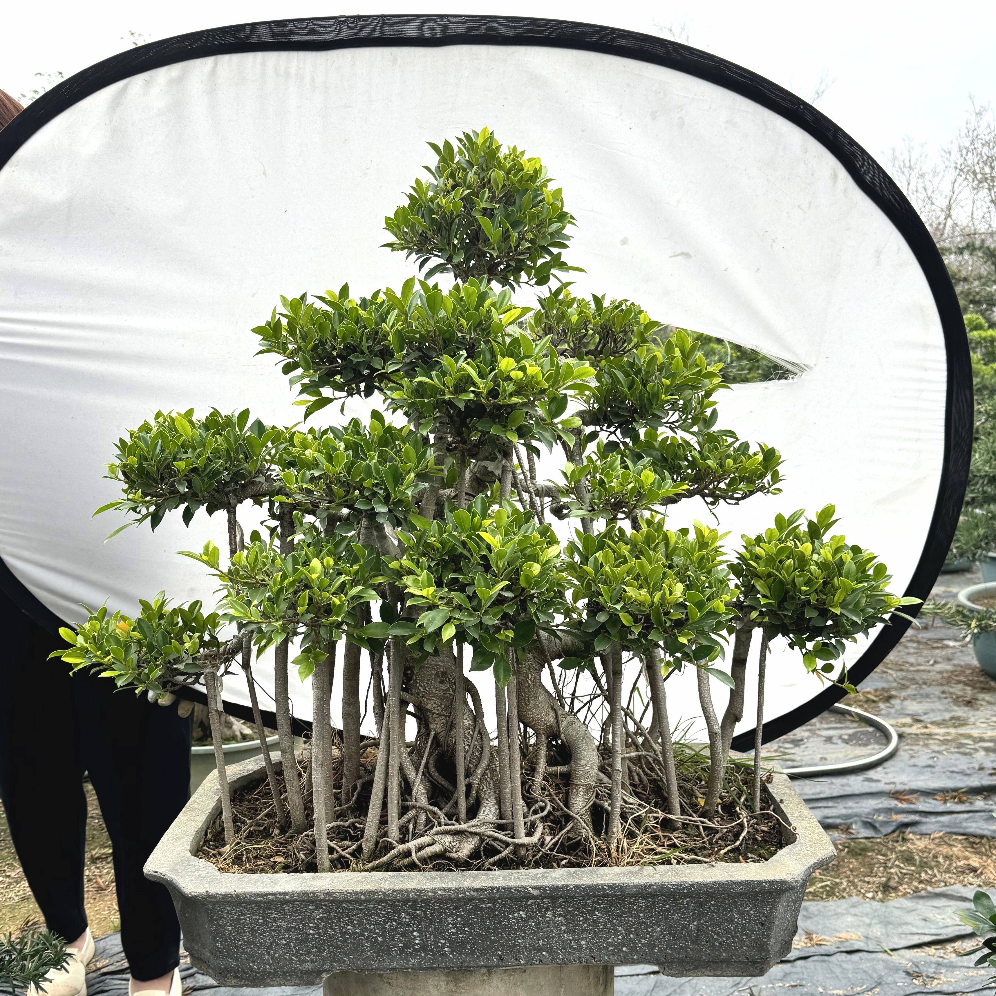 老桩四季常青招财守财虎皮榕气根榕树造型盆景,鲜花速递/花卉仿真/绿植园艺,造型盆景,淘宝优惠券,粉丝福利购,淘宝优惠卷