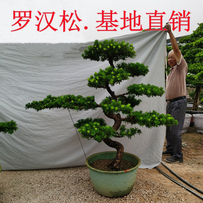 七年老店金钻罗汉松盆景老桩大树