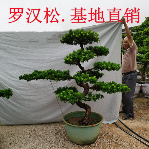 七年老店金钻罗汉松盆景老桩大树