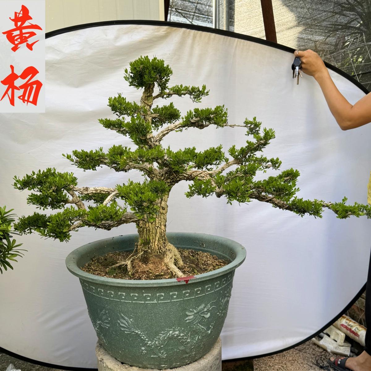 雀舌黄杨造型盆景四季常青