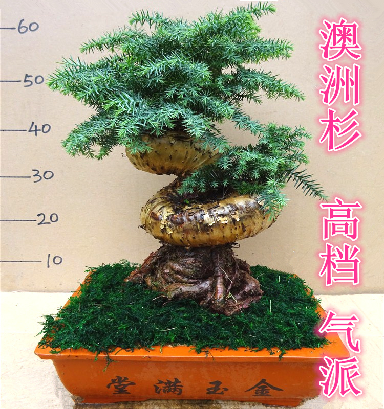 澳洲杉大型花卉盆景绿植