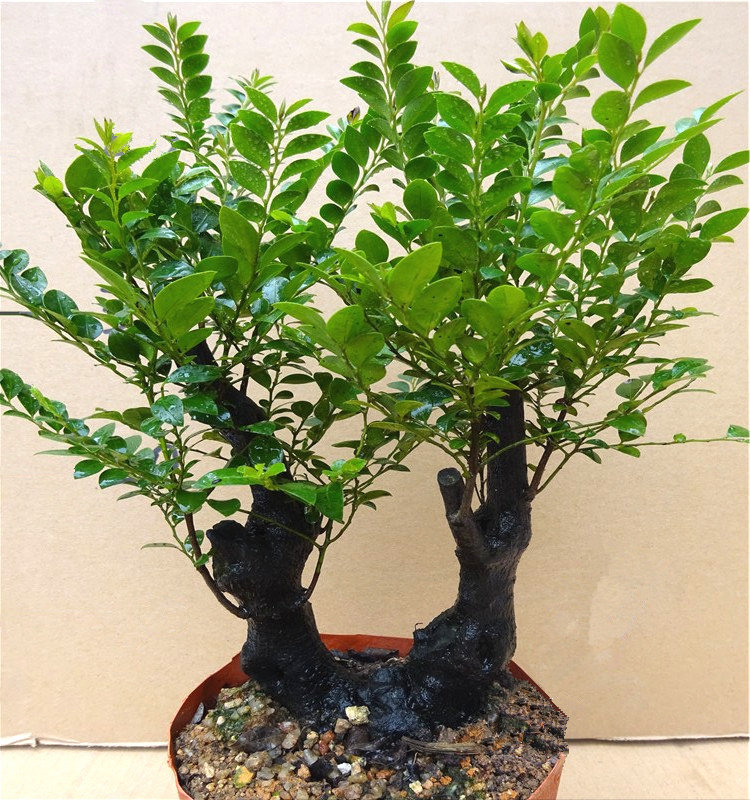 名贵小叶紫檀盆景树桩 桌面绿植室内盆栽花卉四季青檀香木