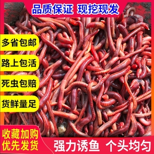 蚯蚓活饵大号包邮散装盒装 红蚯蚓 饵料 鱼饵 钓鱼 大平二号种苗