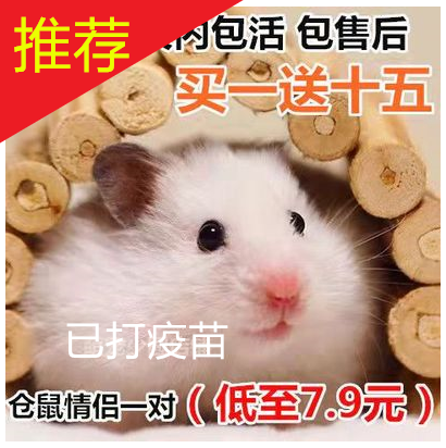 金丝熊巨型活体仓鼠活物布丁银狐紫仓宝宝宠物公仔已打疫苗一对,宠物/宠物食品及用品,笼子,淘宝优惠券,粉丝福利购,淘宝优惠卷