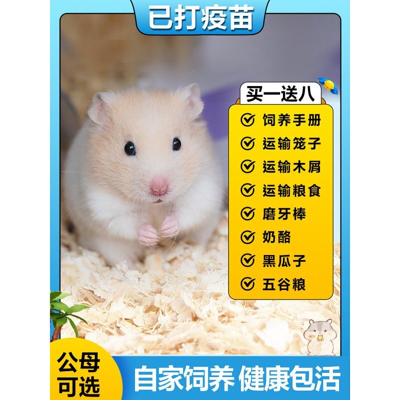 仓鼠活物已打过疫苗纯种金丝熊三笼子