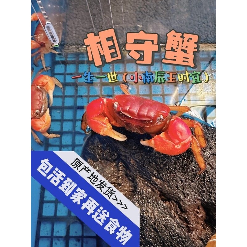相手蟹淡水螃蟹活体观赏蟹桌面爬宠水果蟹小朋友宠物蟹水族清洁工