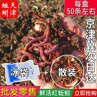 蚯蚓活饵大号活体纯牛粪大平二号鲜活野钓放生非王军垂钓鱼饵包邮