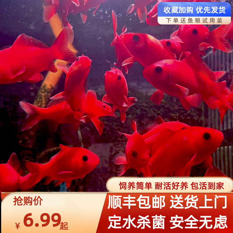冷水鹦鹉鱼耐活好养招财红鱼冷水观赏鱼金鱼活鱼锦鲤活鱼家庭鱼苗,宠物/宠物食品及用品,鱼,淘宝优惠券,粉丝福利购,淘宝优惠卷