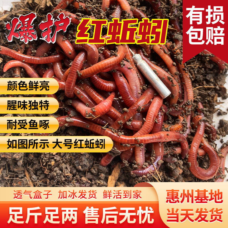 蚯蚓活饵活体 鲜活钓鱼饵料 大红虫活蚯蚓野钓广东垂钓龟蛇宠物料,户外/登山/野营/旅行用品,活饵/谷麦饵等饵料,淘宝优惠券,粉丝福利购,淘宝优惠卷