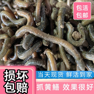 钓黄鳝蚯蚓活饵鲜活黑蚯蚓青蚯蚓活体垂钓综合鱼饵松土特大蚯蚓