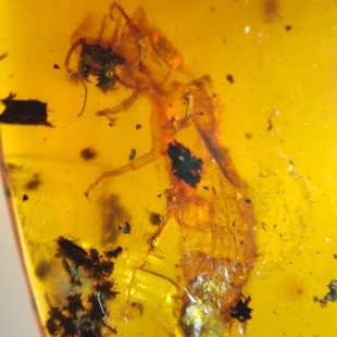 大蛇蛉羽化蜕皮名琥堂天然缅甸琥珀化石虫珀植物珀带证书收藏