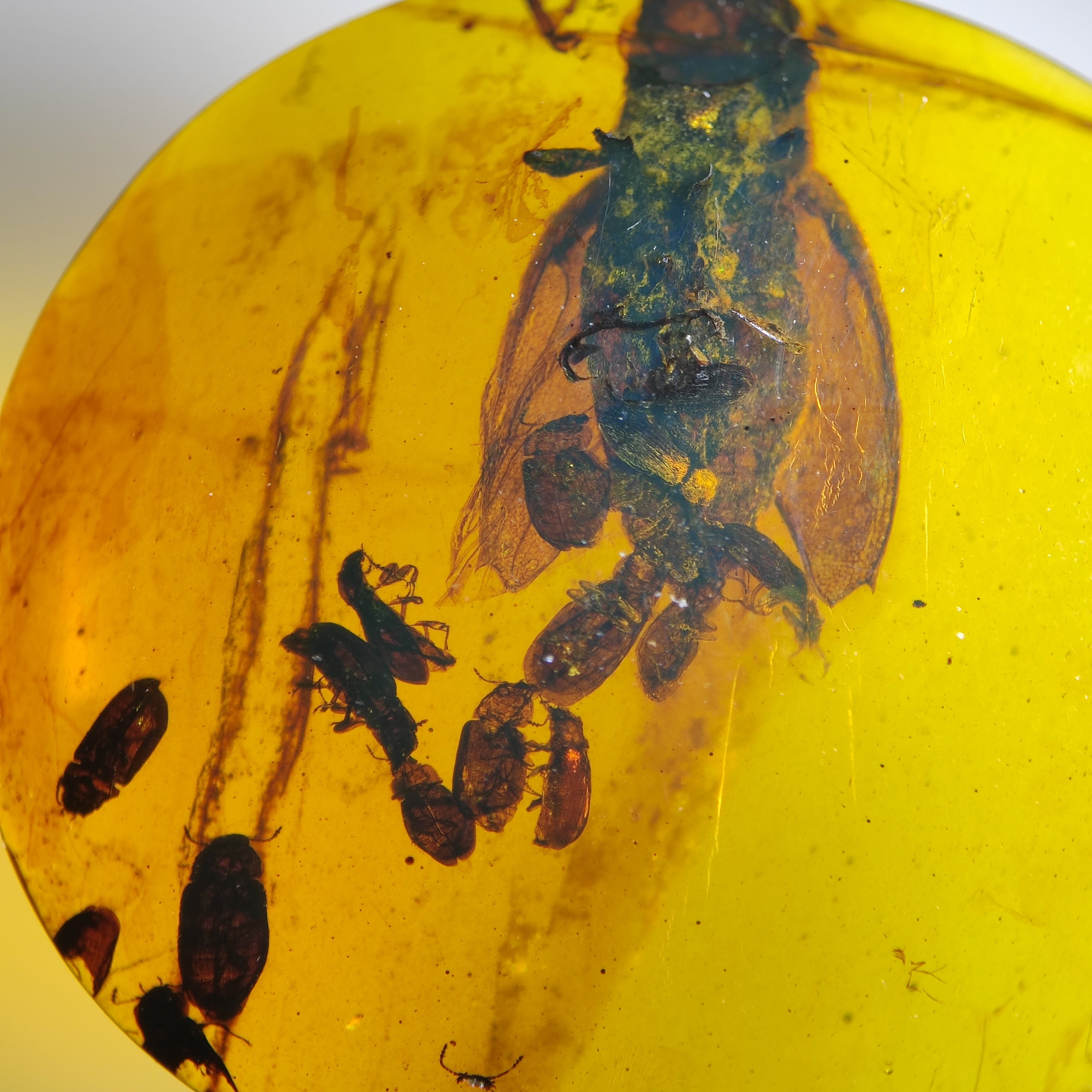 甲虫窝名琥堂天然缅甸琥珀化石虫珀植物珀带证书收藏,珠宝/钻石/翡翠,珠宝奇石,淘宝优惠券,粉丝福利购,淘宝优惠卷