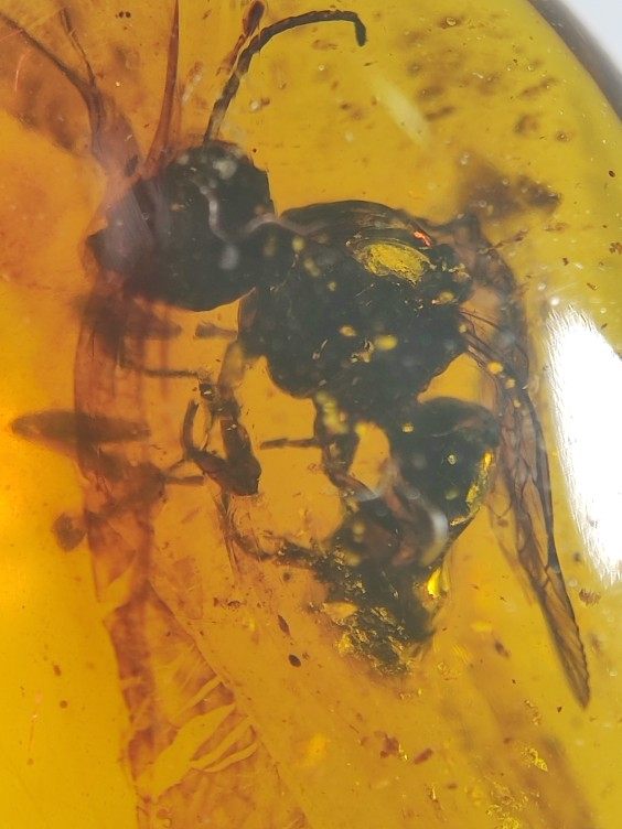 苍蝇戒面名琥堂天然缅甸琥珀化石,珠宝/钻石/翡翠,珠宝奇石,淘宝优惠券,粉丝福利购,淘宝优惠卷