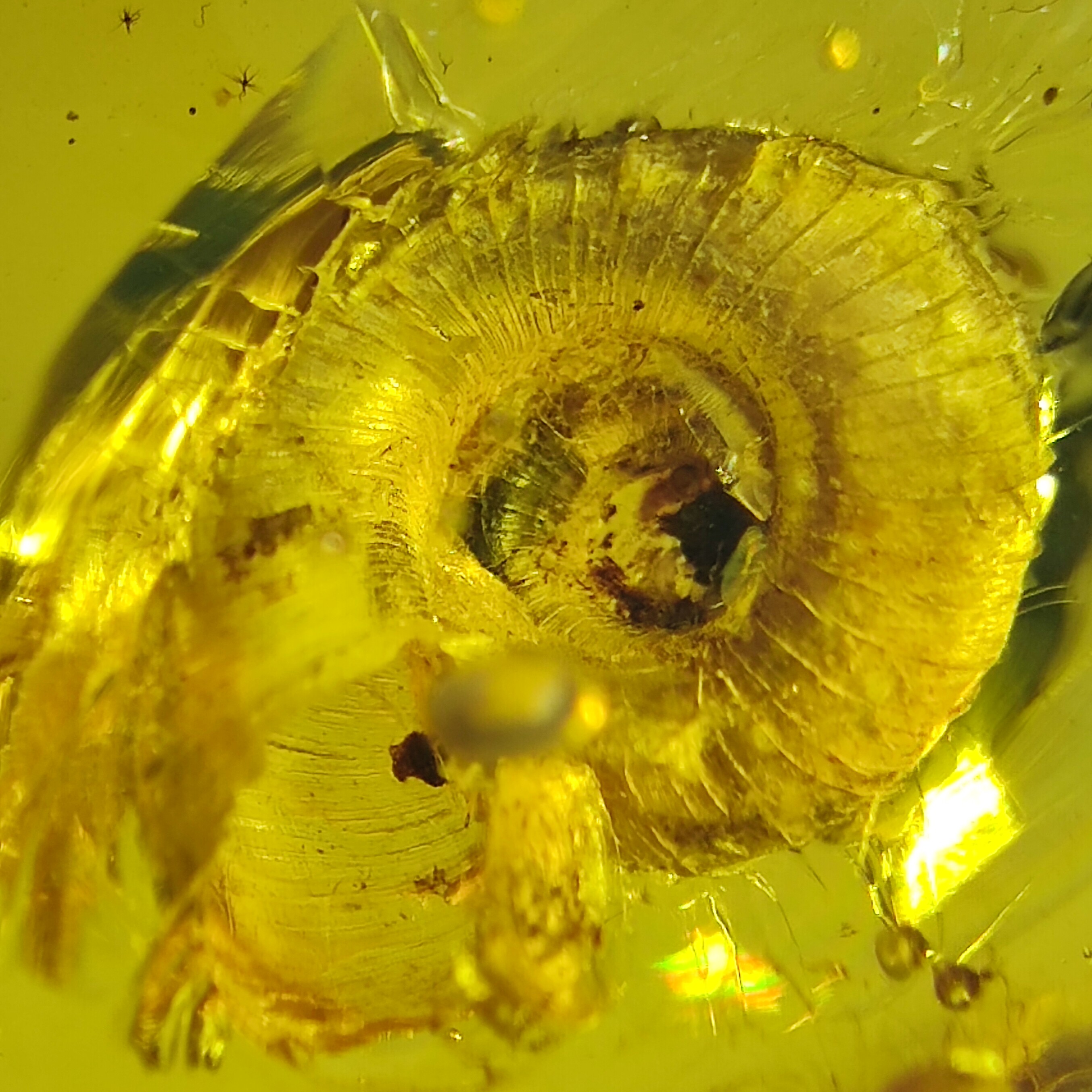 微漂亮蜗牛名琥堂天然缅甸琥珀化石