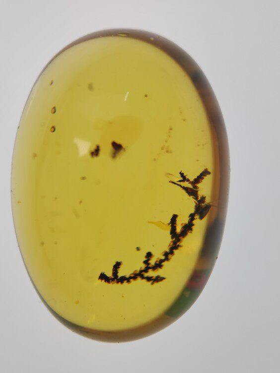 苔藓植物名琥堂天然缅甸琥珀化石虫珀植物珀带证书收藏