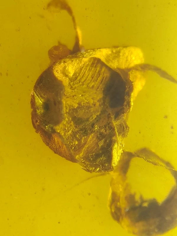 开口贝壳戒面名琥堂天然缅甸琥珀化石