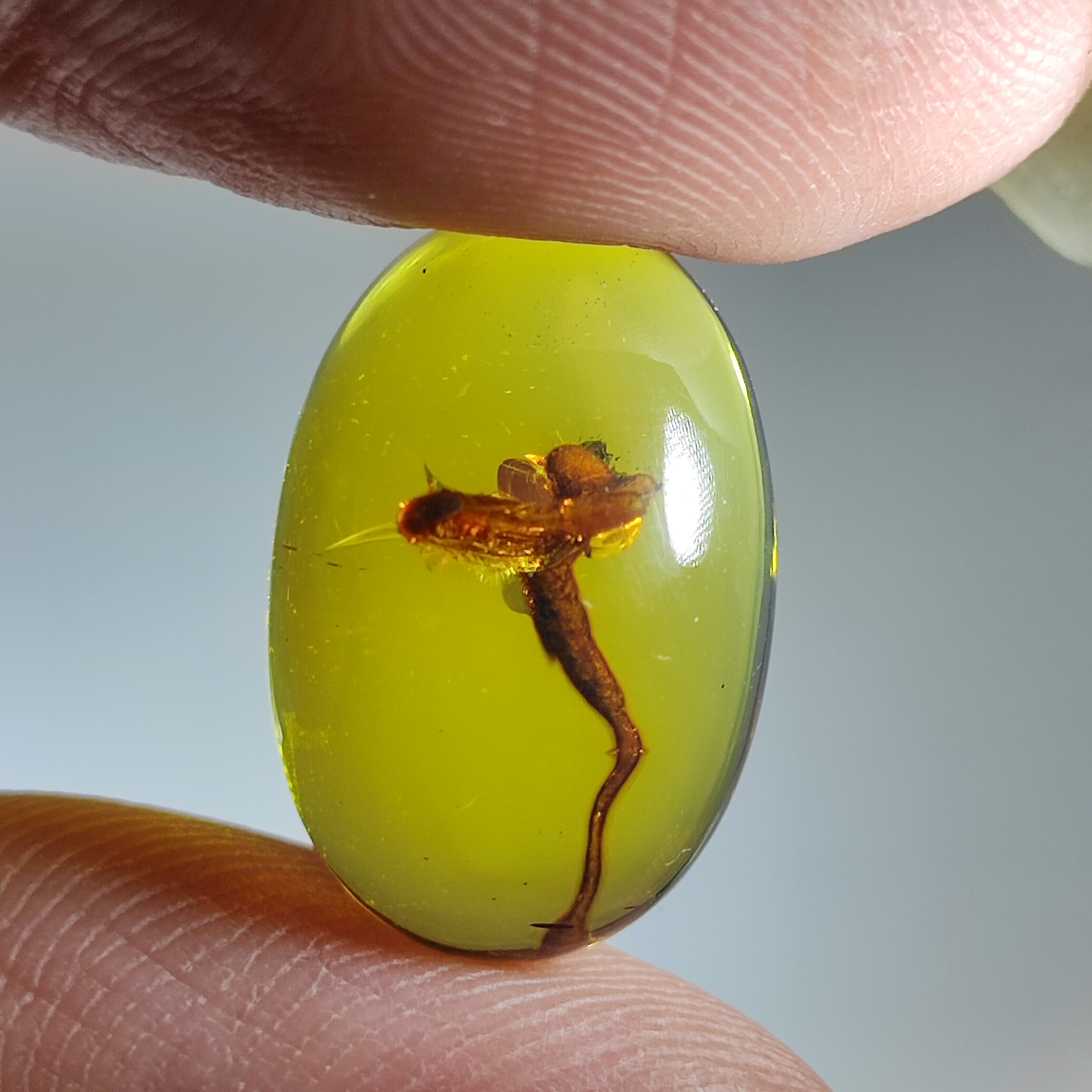 漂亮植物戒面名琥堂天然缅甸琥珀化石