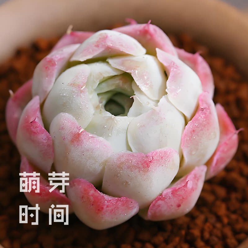 沁心多肉种子 种孑种籽景天科拟石莲属播种植物发芽盆栽育苗稀有