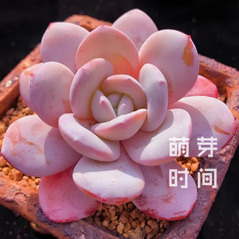 雪莲多肉种子 种孑种籽景天科石家庭园艺种子