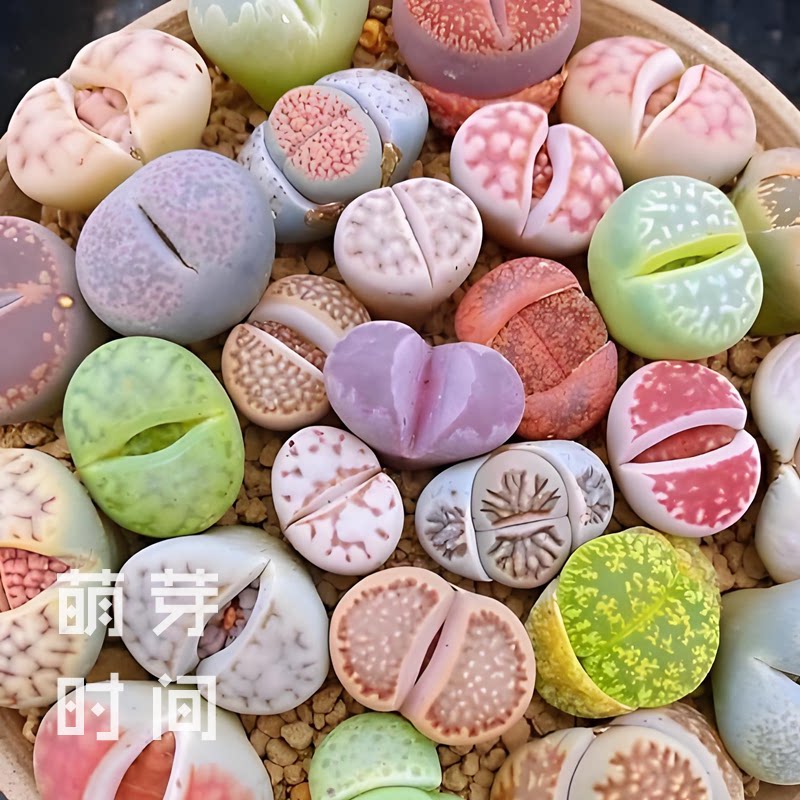 生石花种子 番杏科多肉荒玉日轮家庭园艺种子