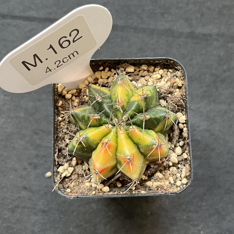 米哈牡丹锦 实生 M162 (4.2cm)仙人球多肉实拍一物一拍米哈洛维奇