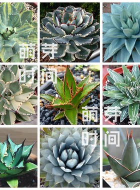 龙舌兰属种子 混合种孑种籽天门冬科多肉播种植物盆栽进口稀有